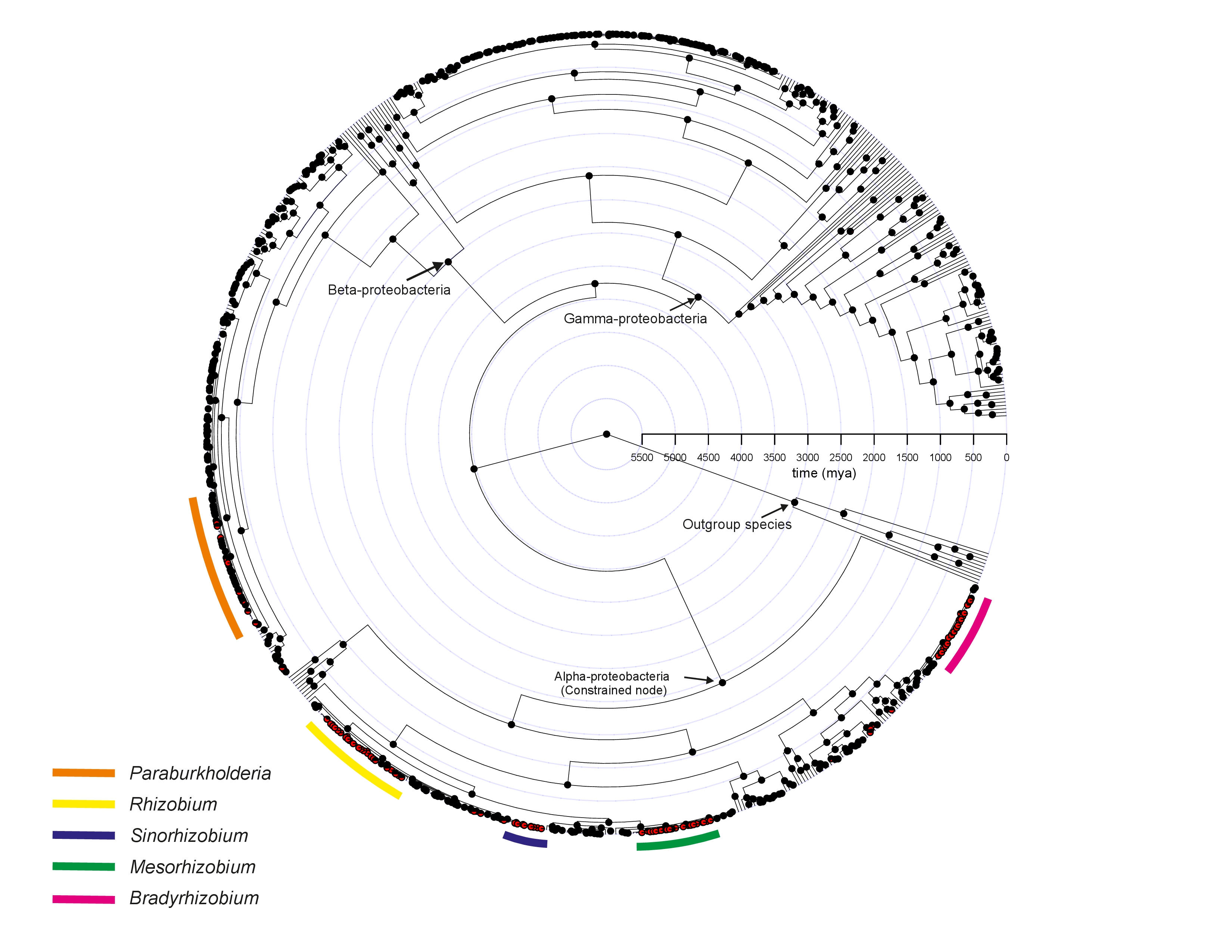 Evolutionary origin of rhizobial nodulation